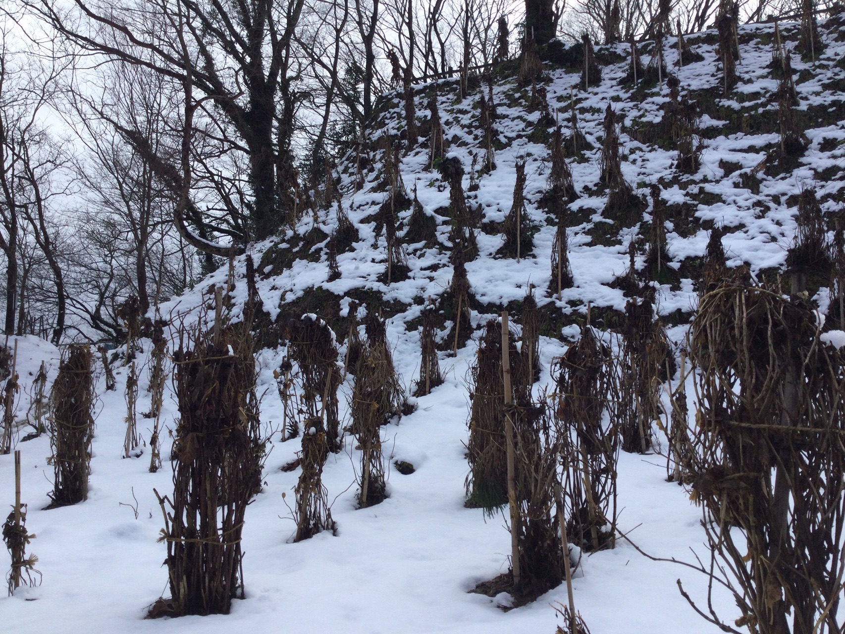 護摩堂山 12 27 パッピィさんの菩提寺山 高立山 護摩堂山の活動データ Yamap ヤマップ
