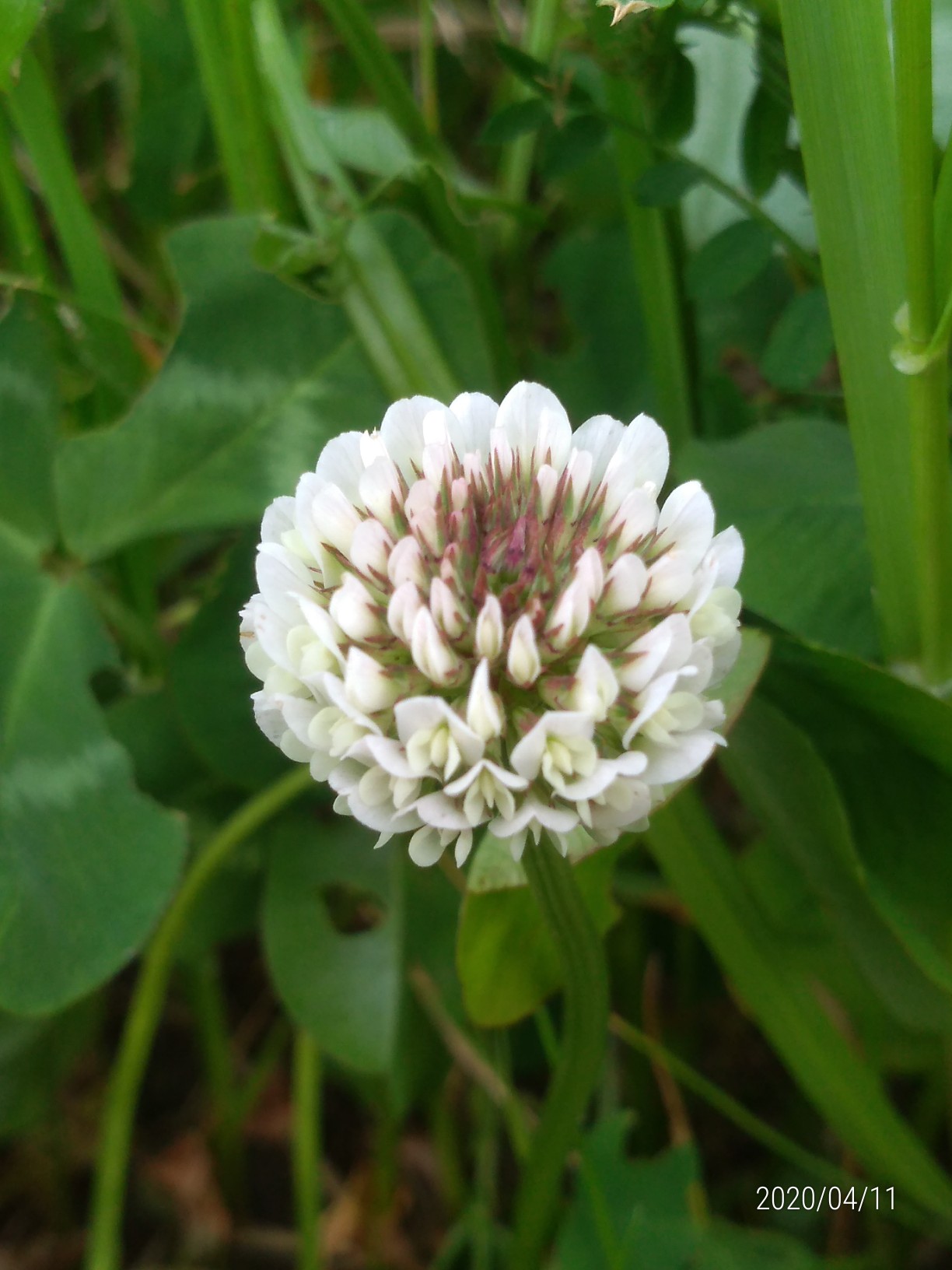 紀伊風土記の丘と紀の川河川敷 Banchanvinさんの和歌山市の活動日記 Yamap ヤマップ