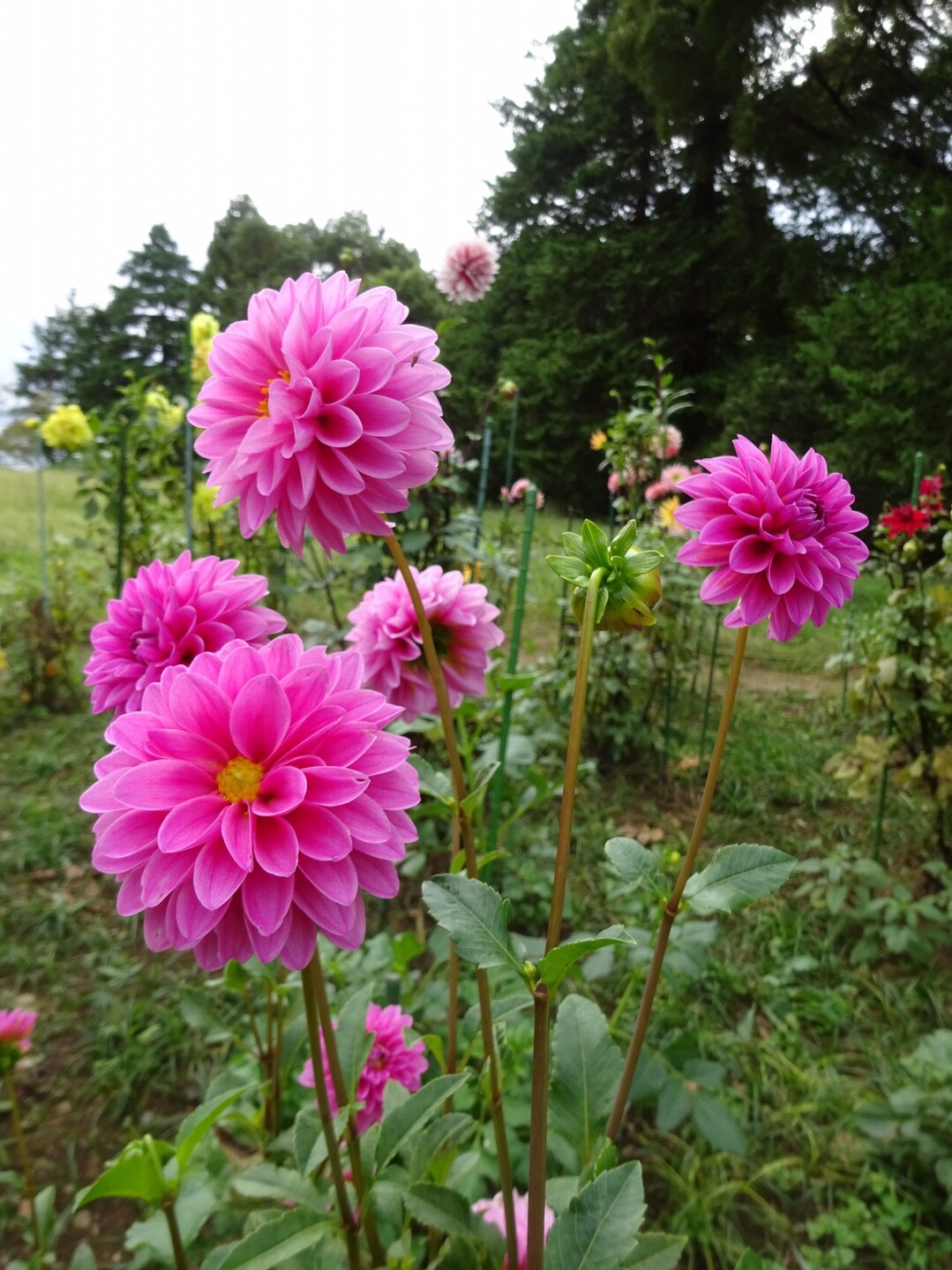 秋の昭和記念公園を散策 国分寺市の写真18枚目 ダリア みっちゃん 花期7 10月 本種 Yamap ヤマップ