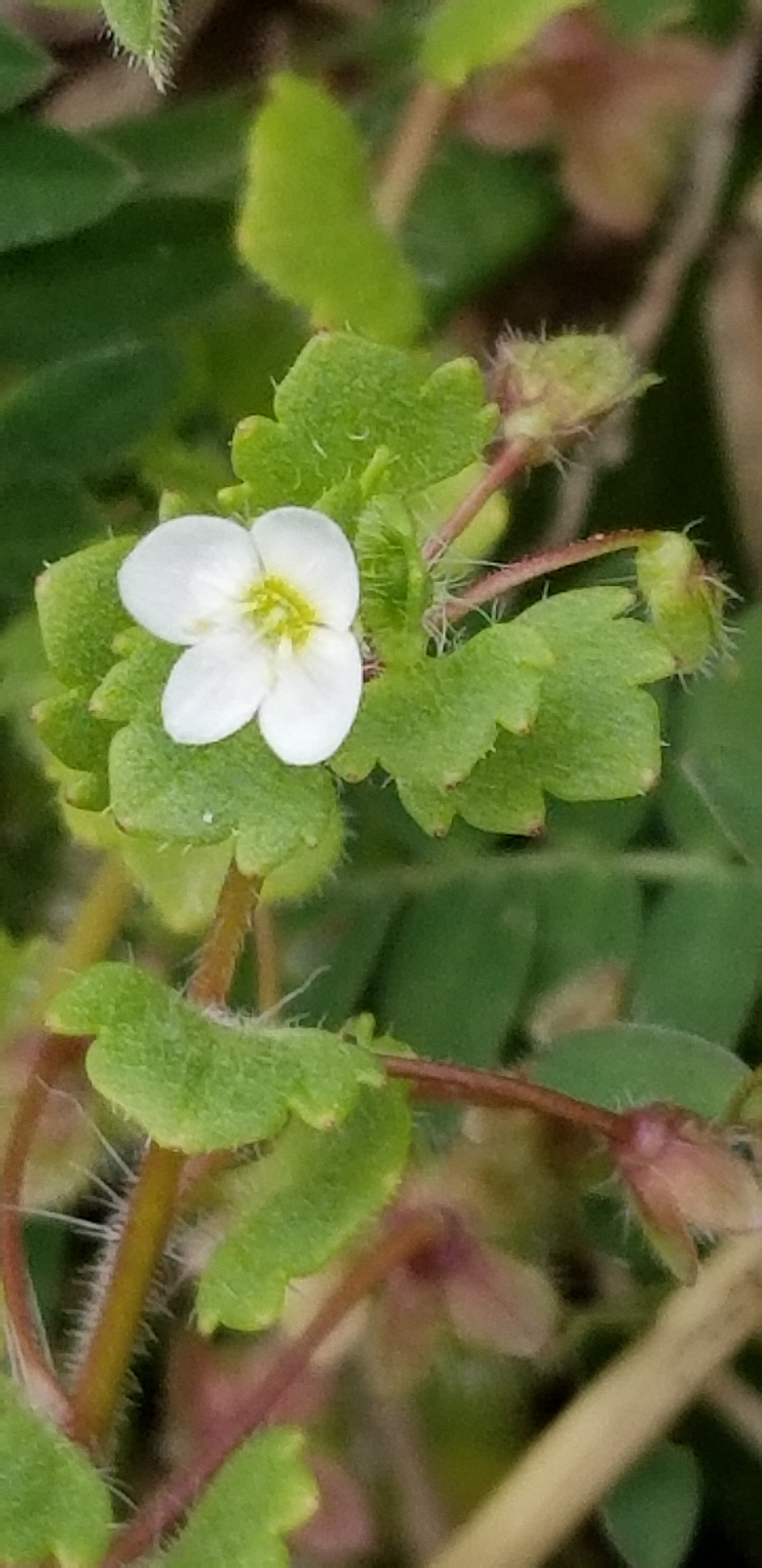 江戸川ハイキング 野草をたずねて ヤマカズさんの松戸市の活動日記 Yamap ヤマップ