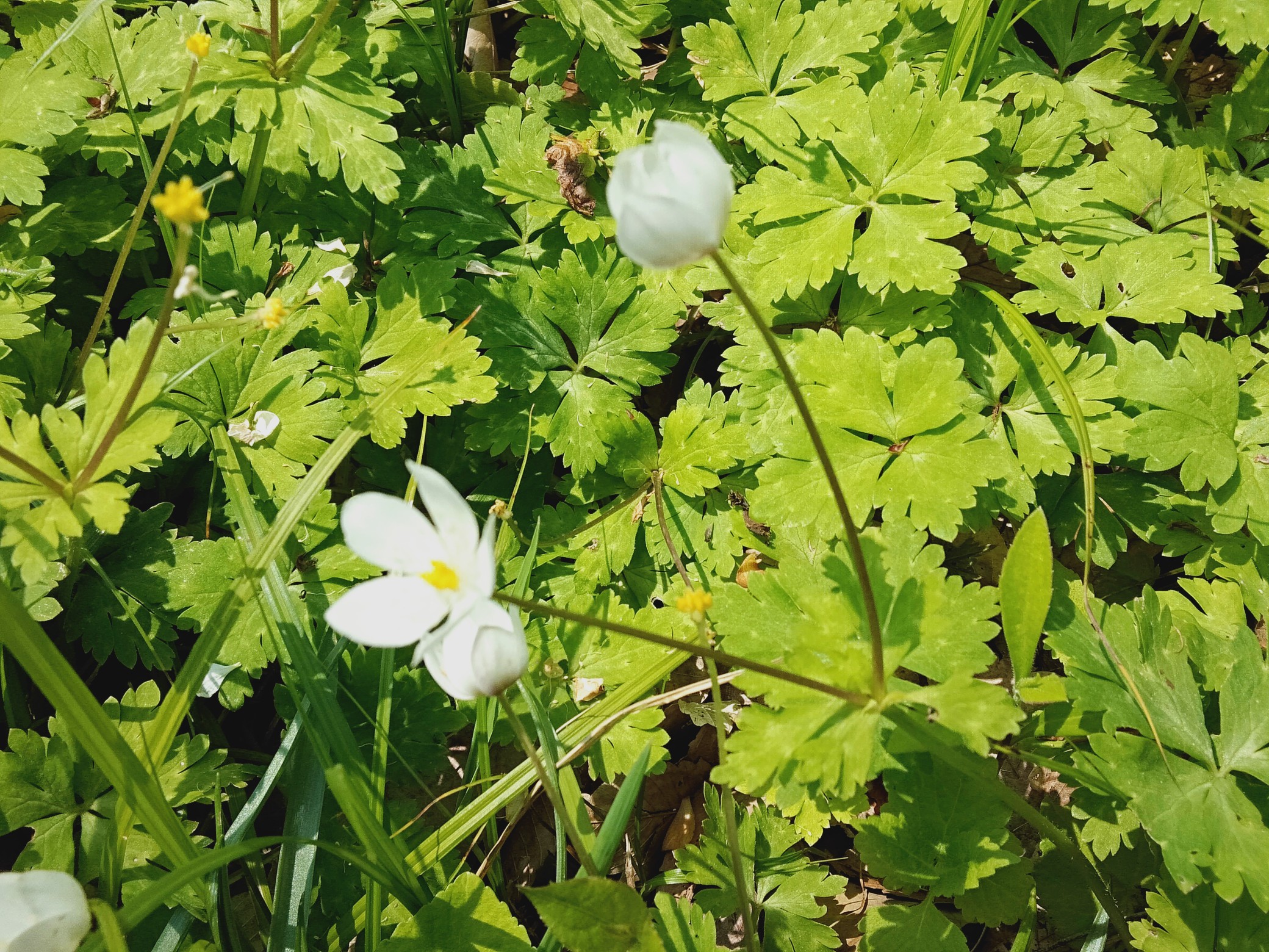 カニ山 くじら山 堂山 中山 前山 Noraemonさんの国分寺市の活動日記 Yamap ヤマップ