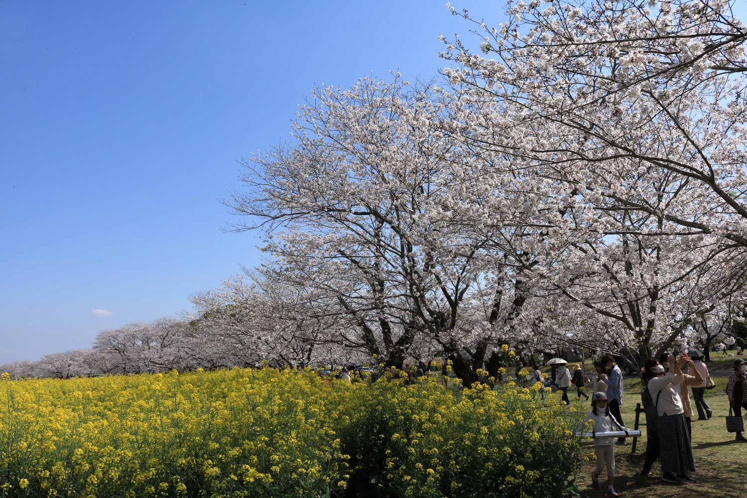 令和三年 ２０２１年３月２７日 宮崎県西都市 西都原古墳群公園 の満開の 染井吉野桜 御花見散策 Rikaさんの霧島山 韓国岳 高千穂峰 夷守岳 烏帽子岳の活動データ Yamap ヤマップ