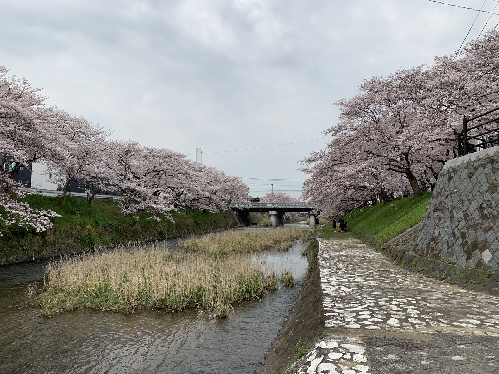 桜山南原寺 枝垂れ桜 みややんさんの桜山 山口県美祢市 の活動データ Yamap ヤマップ