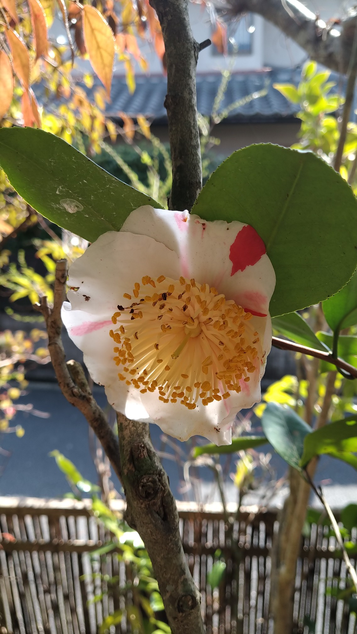 奈良市 東部 春の陽射しを浴びる光景 21 03 07 Ootakahiko さんの奈良市 東エリア の活動日記 Yamap ヤマップ