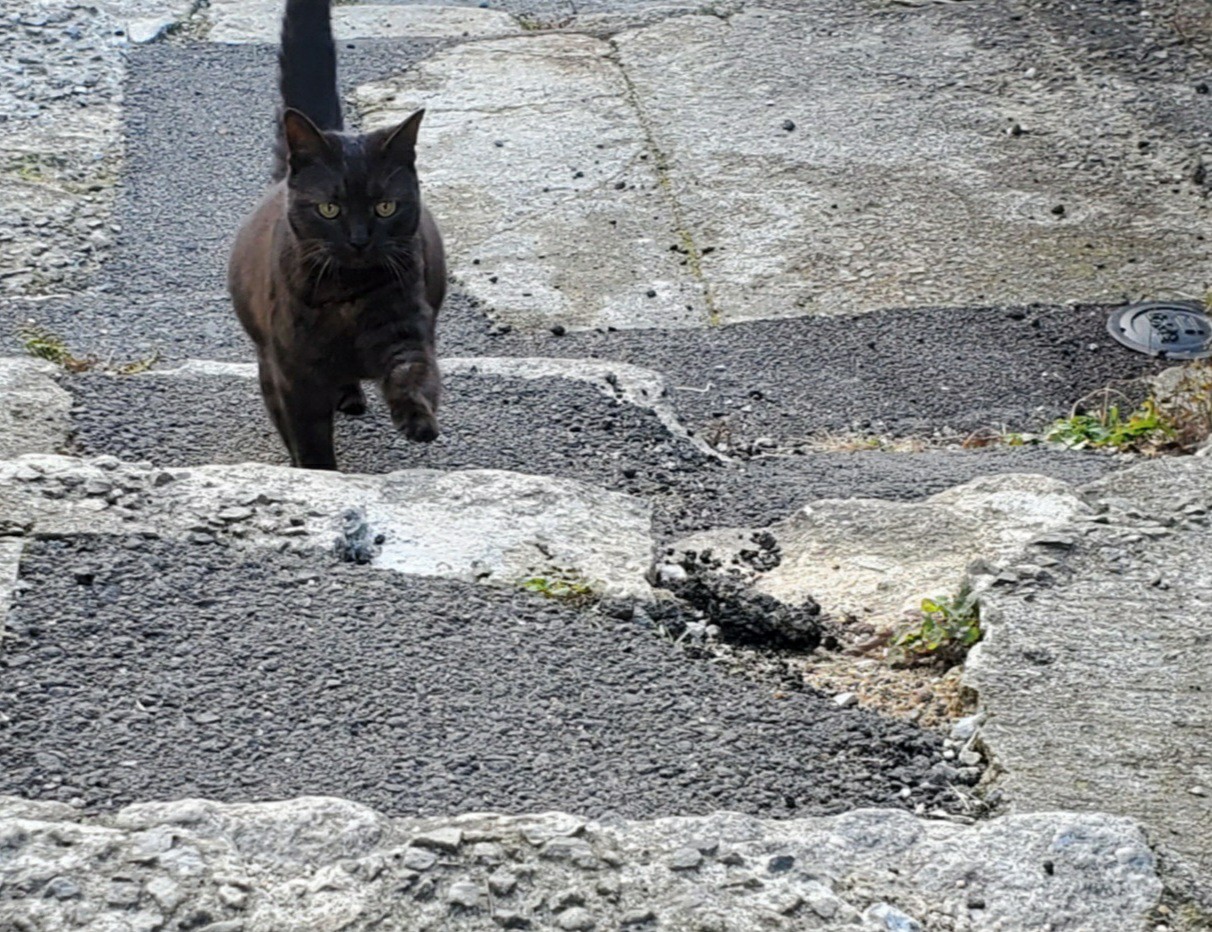 福岡は自粛期間に突入です 自宅でモヤ まめじろうさんのモーメント Yamap ヤマップ