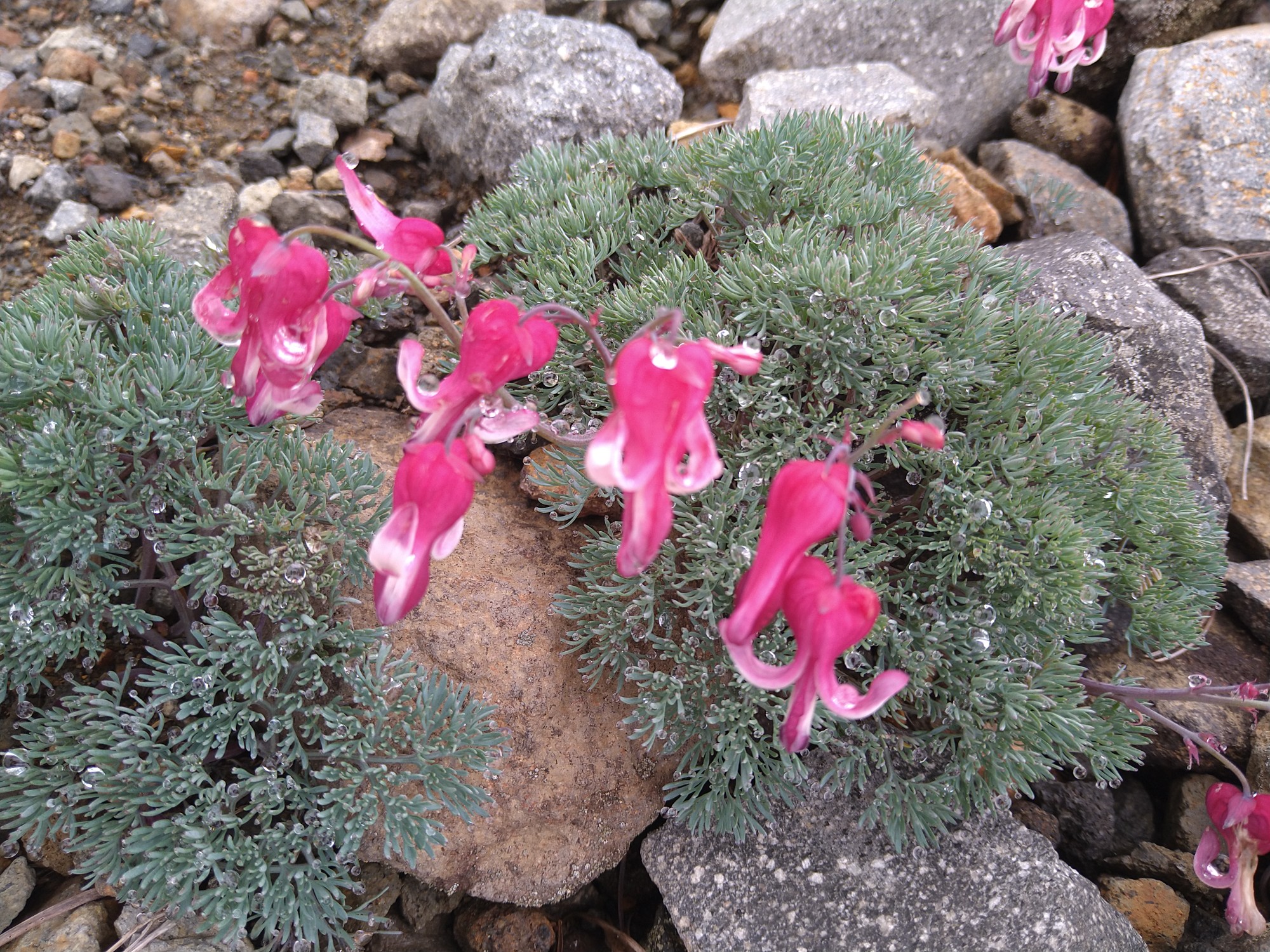 草津白根山 湯釜 21 06 30 のりちゃんさんの草津白根山 湯釜の活動データ Yamap ヤマップ
