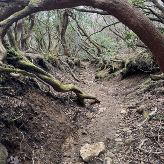 天城山・鉢ノ山・三筋山 マングローブみたい