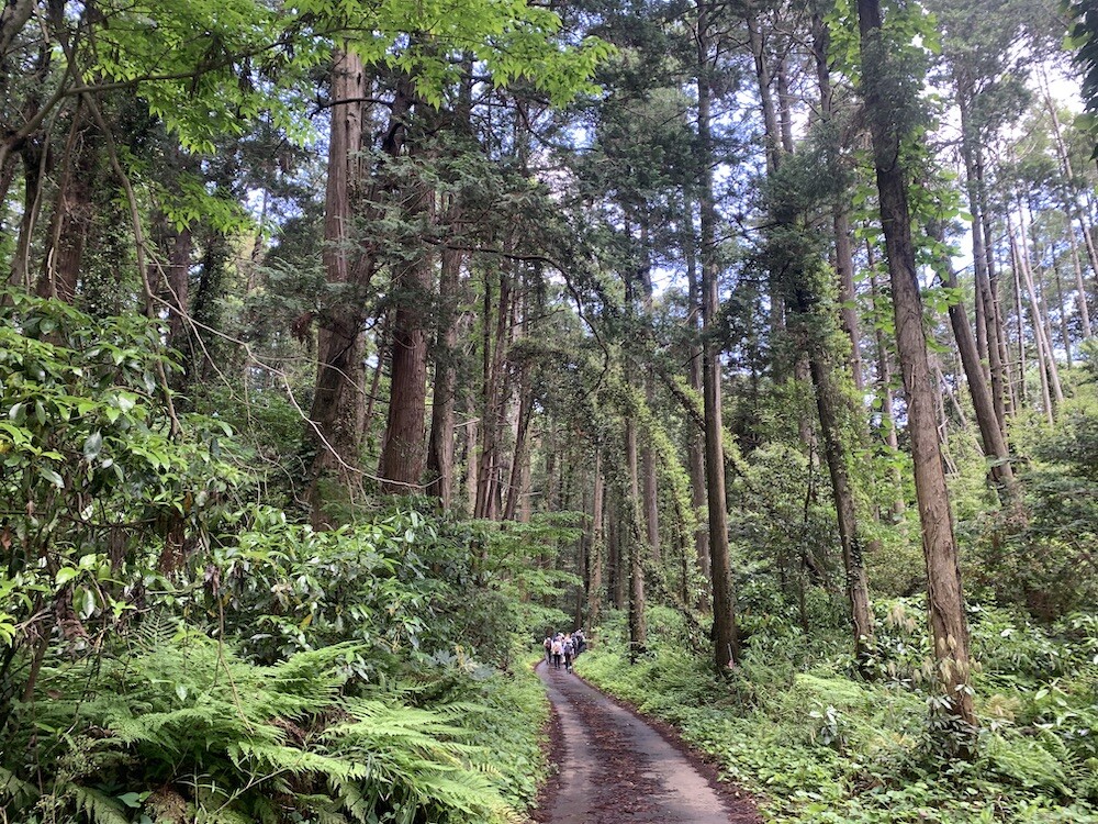 山武杉のみちウォーキング20220510 / hopperさんの山武市の活動データ YAMAP / ヤマップ