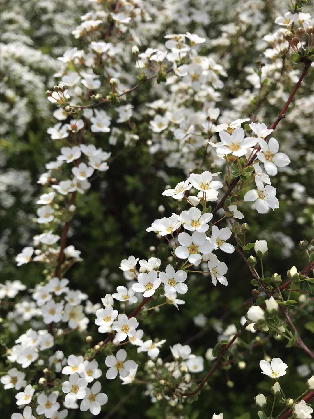 春の花を探して枡形山 生田緑地へ ずおずおむさんの国分寺市の活動日記 Yamap ヤマップ