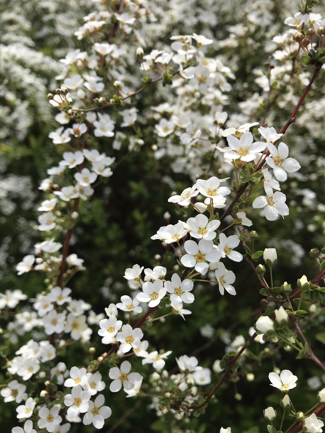 春の花を探して枡形山 生田緑地へ ずおずおむさんの北多摩の活動日記 Yamap ヤマップ