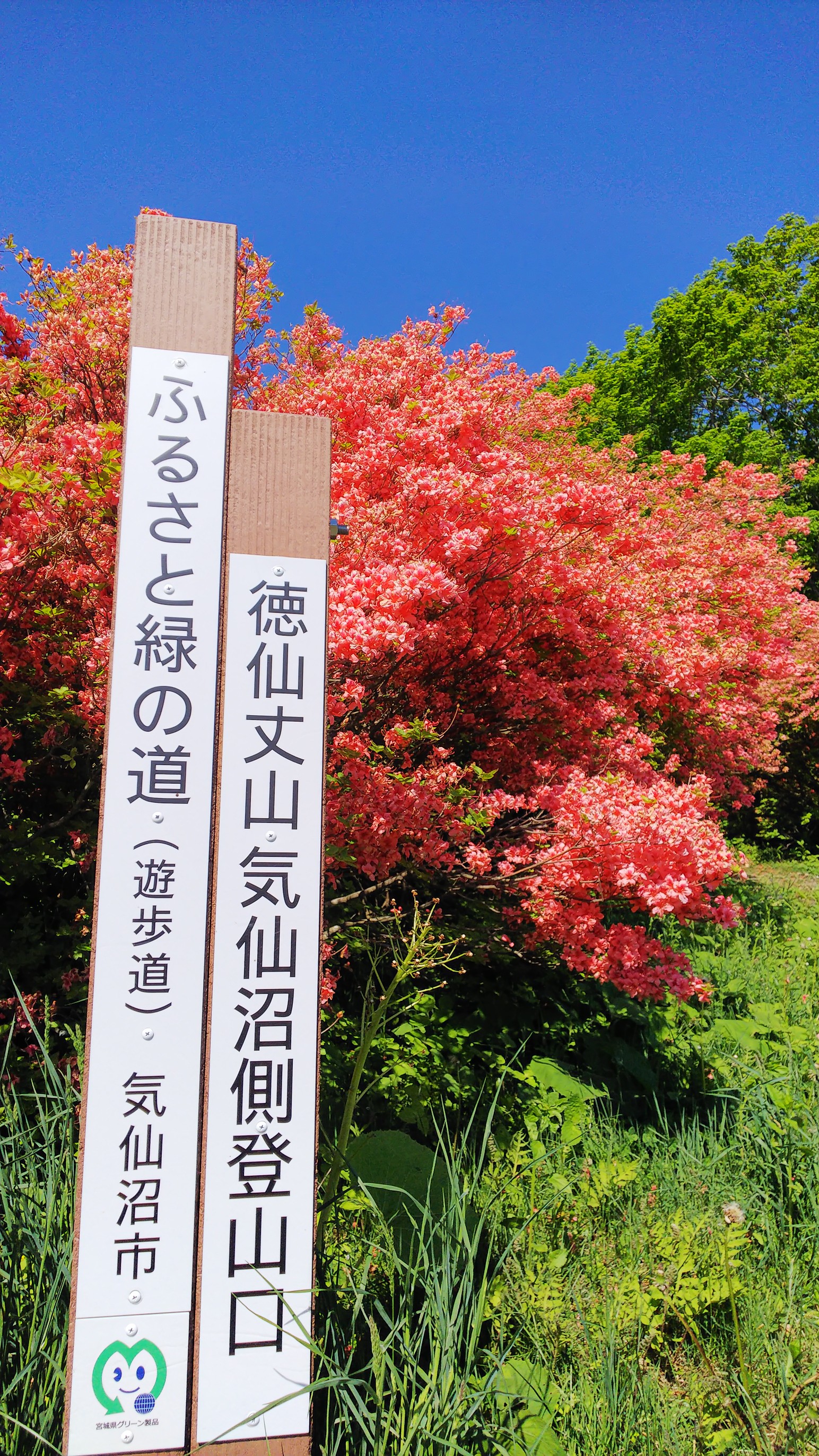 徳仙丈山 大森山 ツツジを見に Yoshiki さんの徳仙丈山の活動データ Yamap ヤマップ
