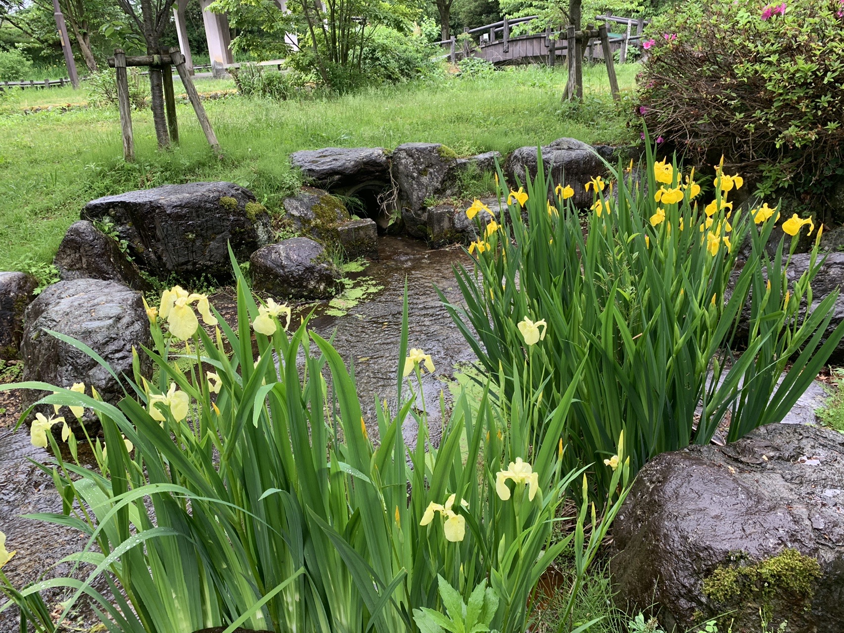 行田公園 05 16 タカシィさんの富山市の活動データ Yamap ヤマップ