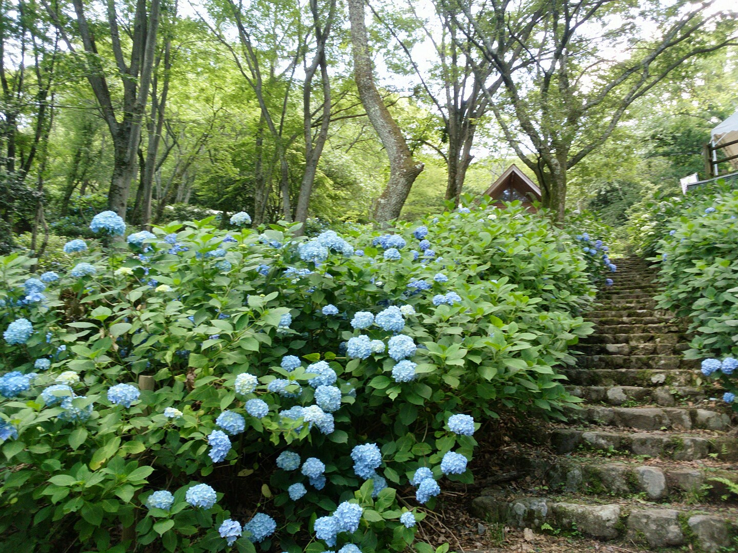 生駒あじさい園から生駒頂上へ Asayanさんの生駒山 神津嶽 大原山の活動データ Yamap ヤマップ