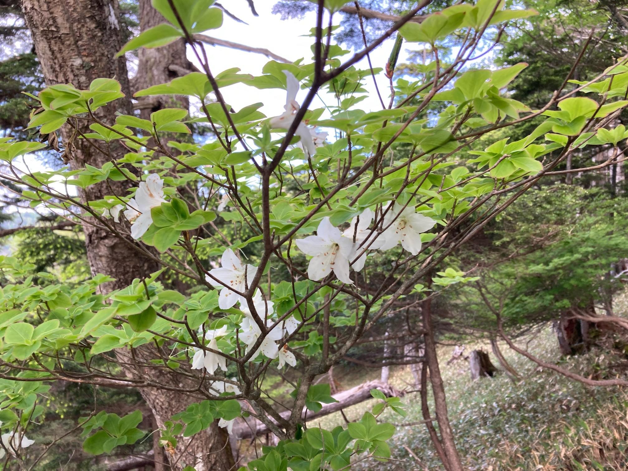 皇海山・袈裟丸山・庚申山 シロヤシオ