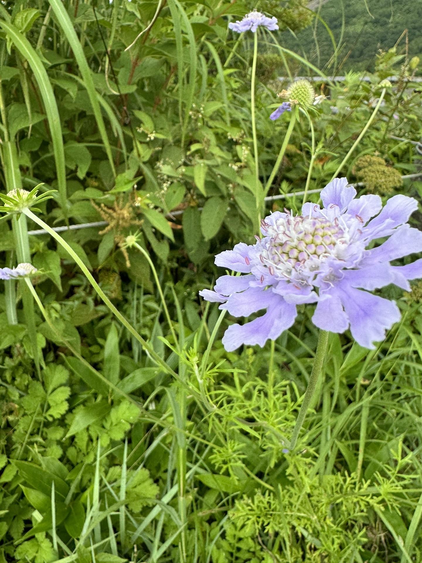 松虫草が沢山咲いてました！