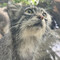 山猫