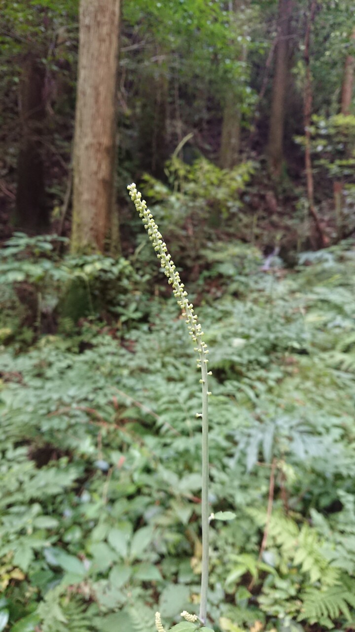 秋近し 実りを求めて 油山 19 08 31 油山 荒平山 片縄山の写真23枚目 サラシナショウマ 更科昌磨 の花はもう少 Yamap ヤマップ