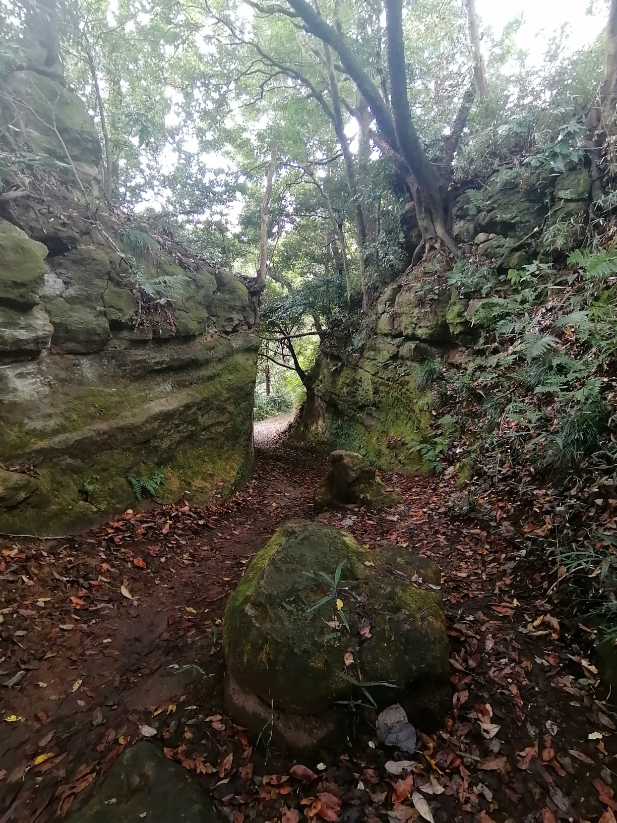 鎌倉アルプス 港南台 北鎌倉 ともさんの鎌倉アルプス 大平山 天台山 の活動データ Yamap ヤマップ
