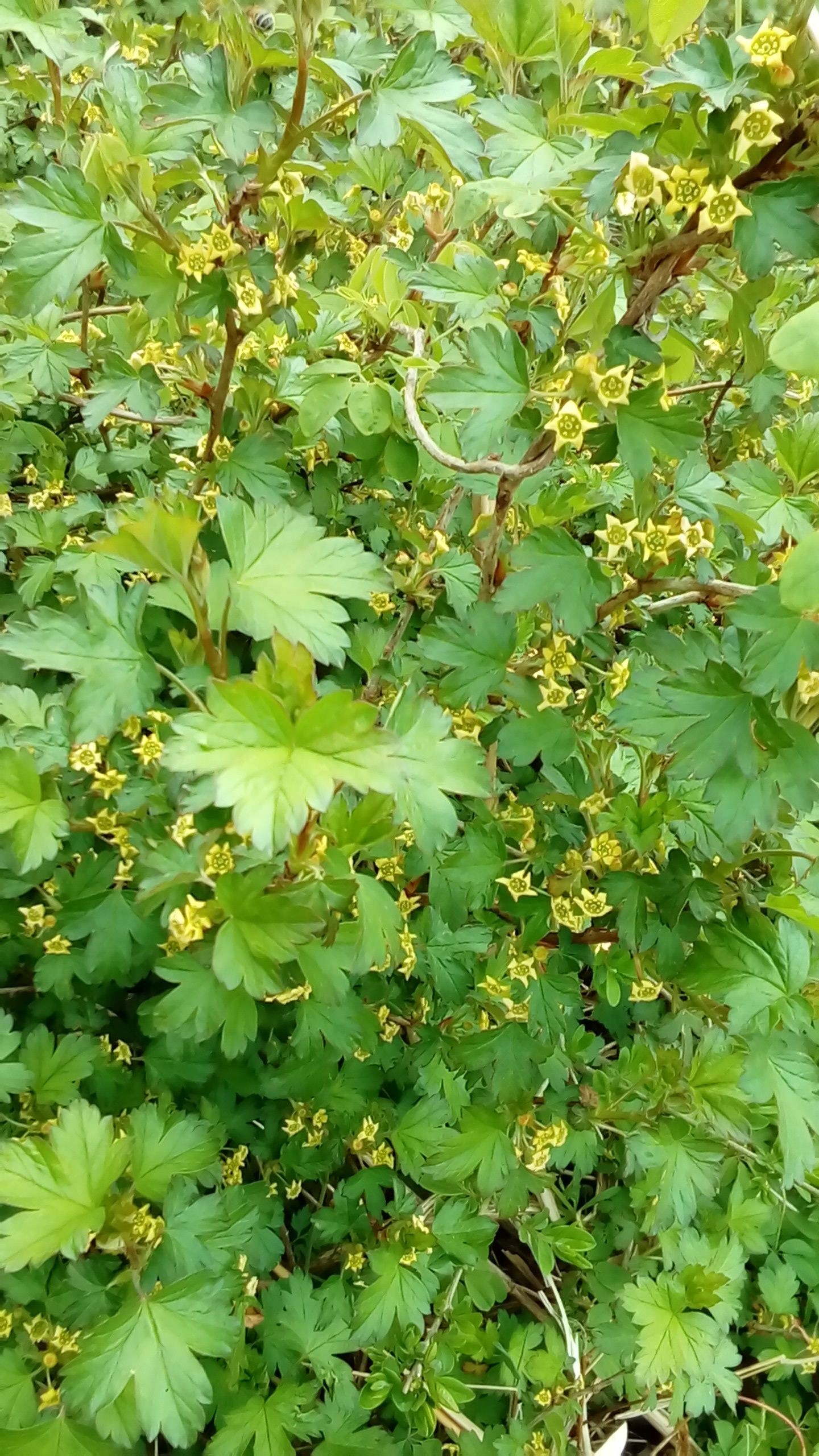 伊吹山に花を見にいった 19 04 23 Ootakahiko さんの伊吹山 伊吹高原 御座峰の活動日記 Yamap ヤマップ