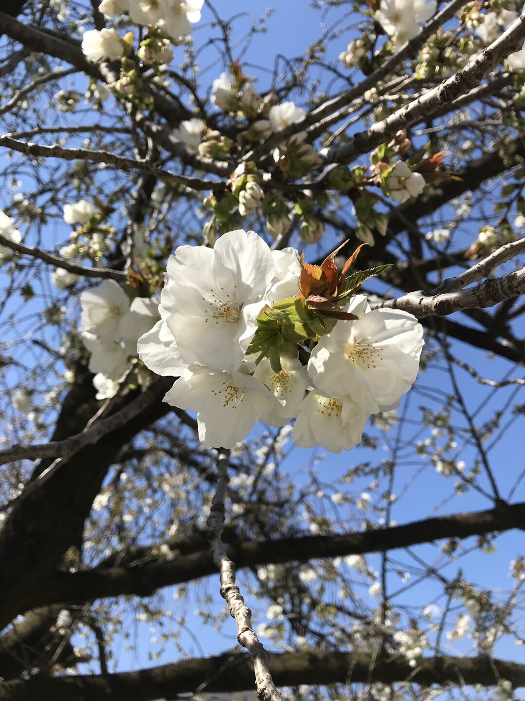 砧公園の桜と春の花を楽しむ 東京都23区 西エリアの写真7枚目 タイハク 太白 遅咲き 花は白 花弁は Yamap ヤマップ