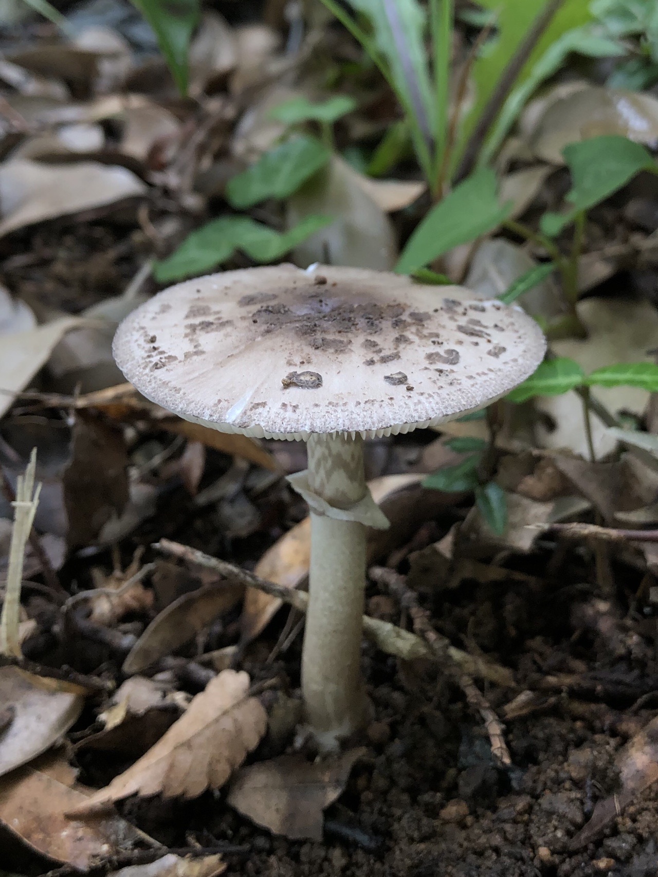 続 曽我丘陵でキノコざくざく ぱやさんの不動山 浅間山 曽我山の活動日記 Yamap ヤマップ