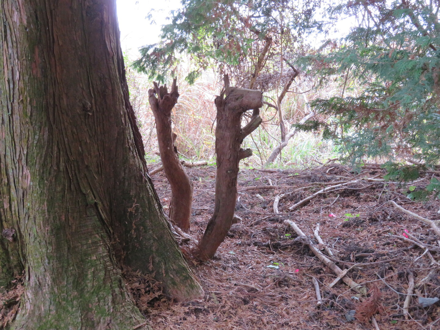 松田町 山北町に感謝 そして 虫沢古道を守る会に深謝 Edさんの高松山 大野山の活動データ Yamap ヤマップ