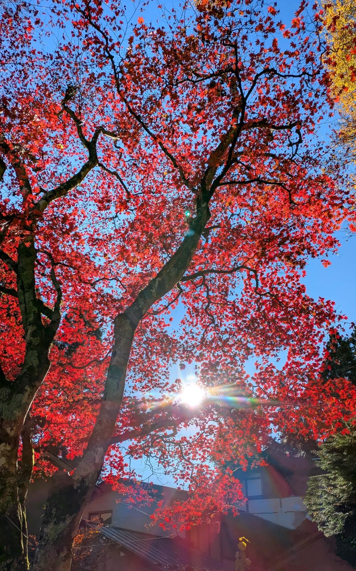 御岳山駅-御嶽神社-天狗の腰掛け杉-芥場峠-上高岩山 往復コースの地図