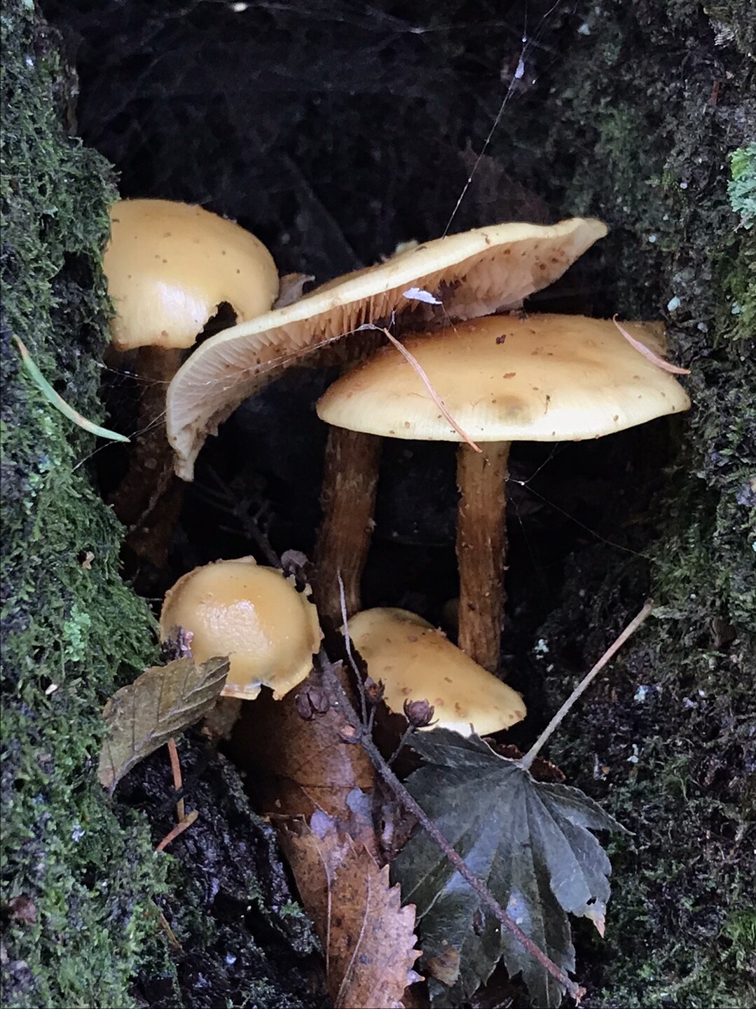 雨が降ってきのこが沢山顔を出しましたよ 雁ヶ腹摺山 大樺ノ頭 19 10 雁ヶ腹摺山 岩殿山の写真10枚目 Yamap ヤマップ
