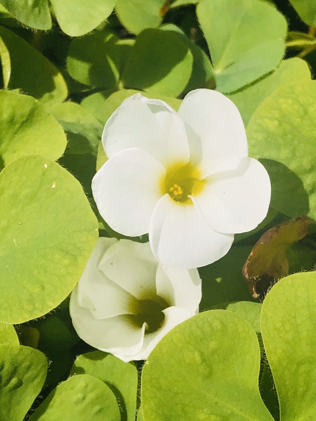 ポンポン山系花綴り 4月 それでも花は微笑み こころの瞳に潤いを ポンポン山 釈迦岳 小塩山 若山の写真7枚目 オキザリス Oxalis 葉や茎にシュ Yamap ヤマップ