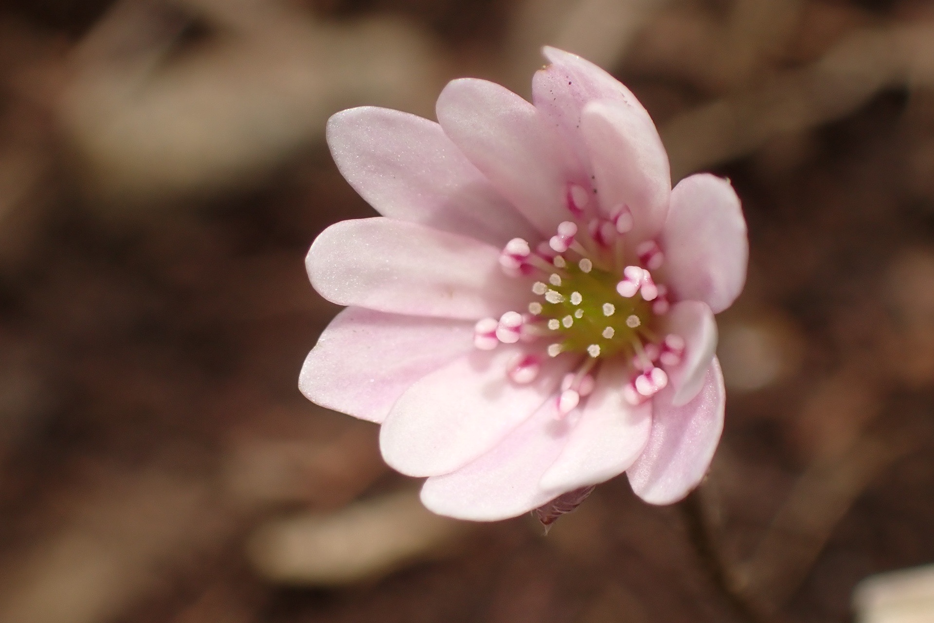 青葉山 ミスミソウ を見に 贅沢フルコース やっちいさんの青葉山の活動データ Yamap ヤマップ