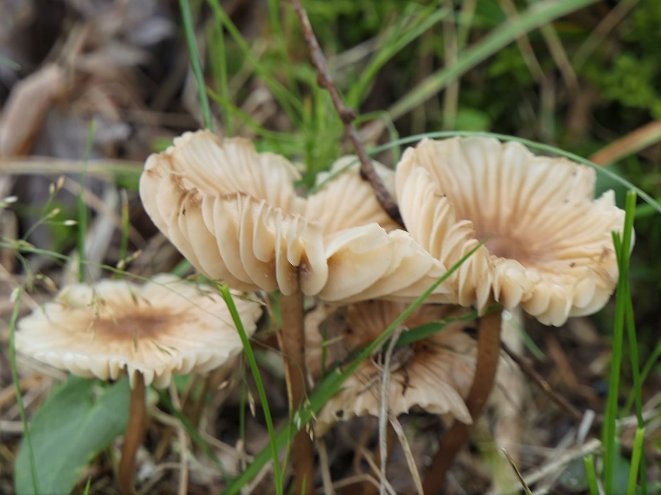 日名倉山 トンボの楽園 キノコの道 Denaliさんの日名倉山 船越山の活動日記 Yamap ヤマップ