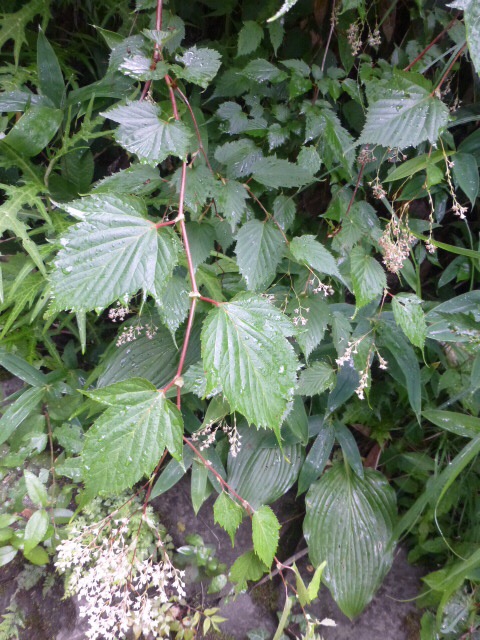 高尾山で樹木観察歩き 時間をかけて Gotofishingさんの高尾山 陣馬山 景信山の活動日記 Yamap ヤマップ