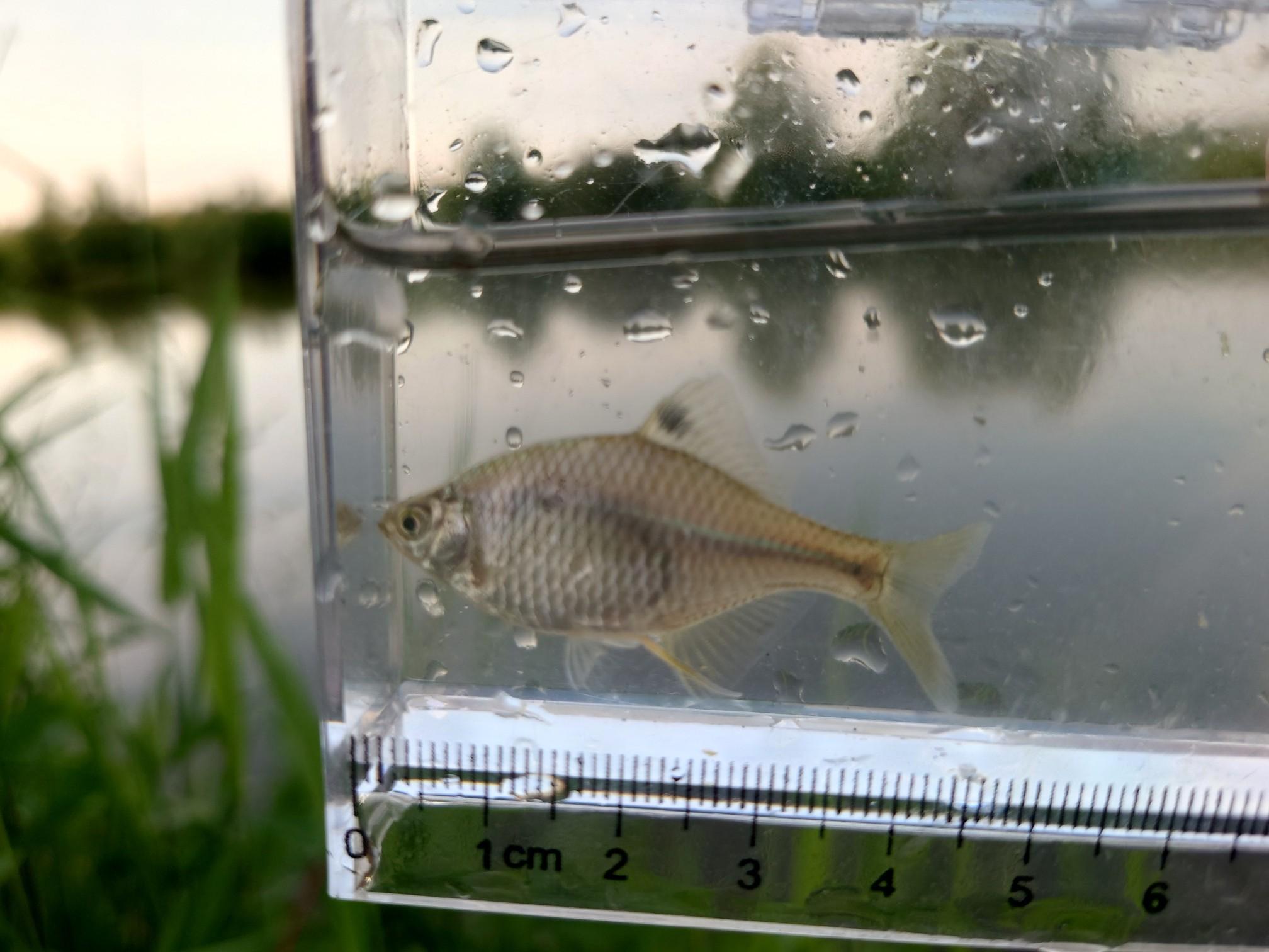 タナゴQRコード