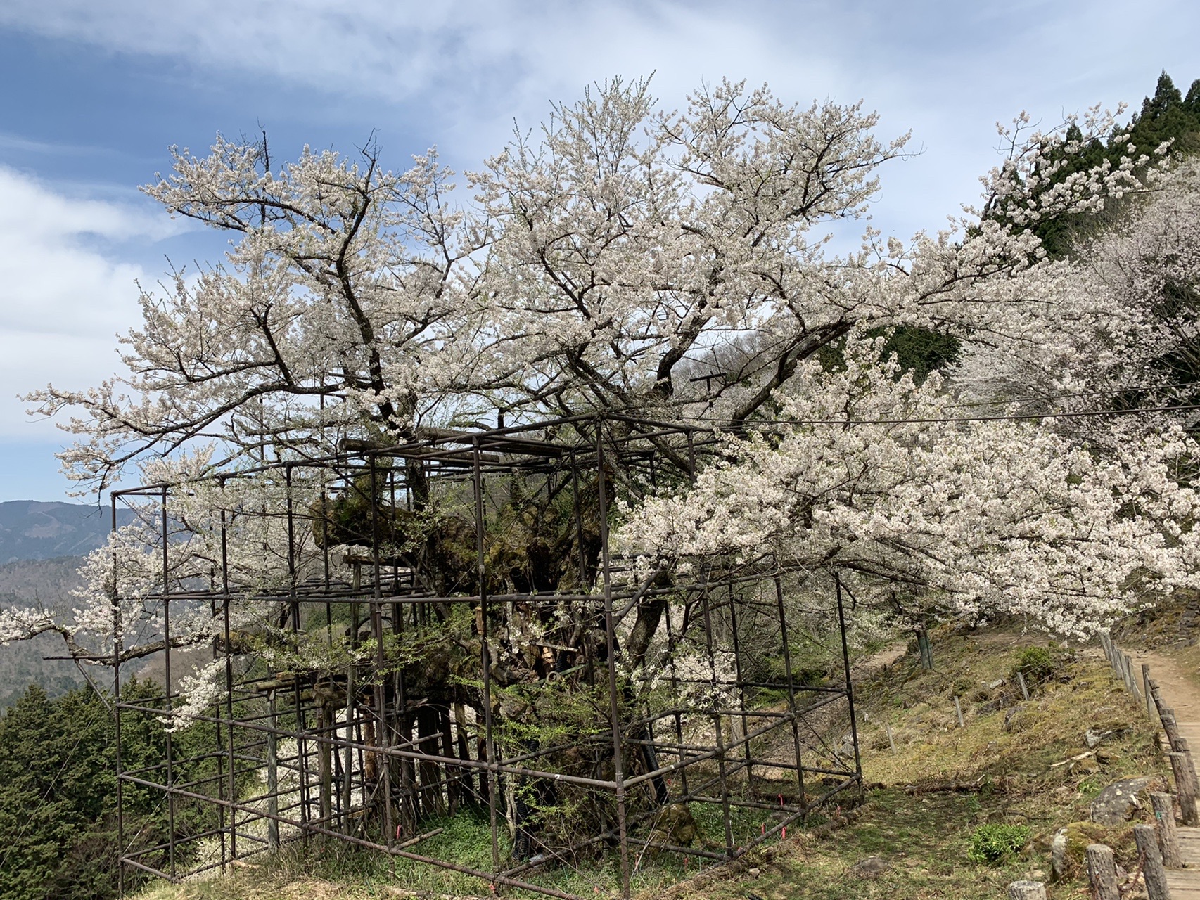 樽見の大桜 御祓山 糸原みずめ桜 琴弾峠越え 但馬八木城 いのちゃん さんの御祓山の活動データ Yamap ヤマップ