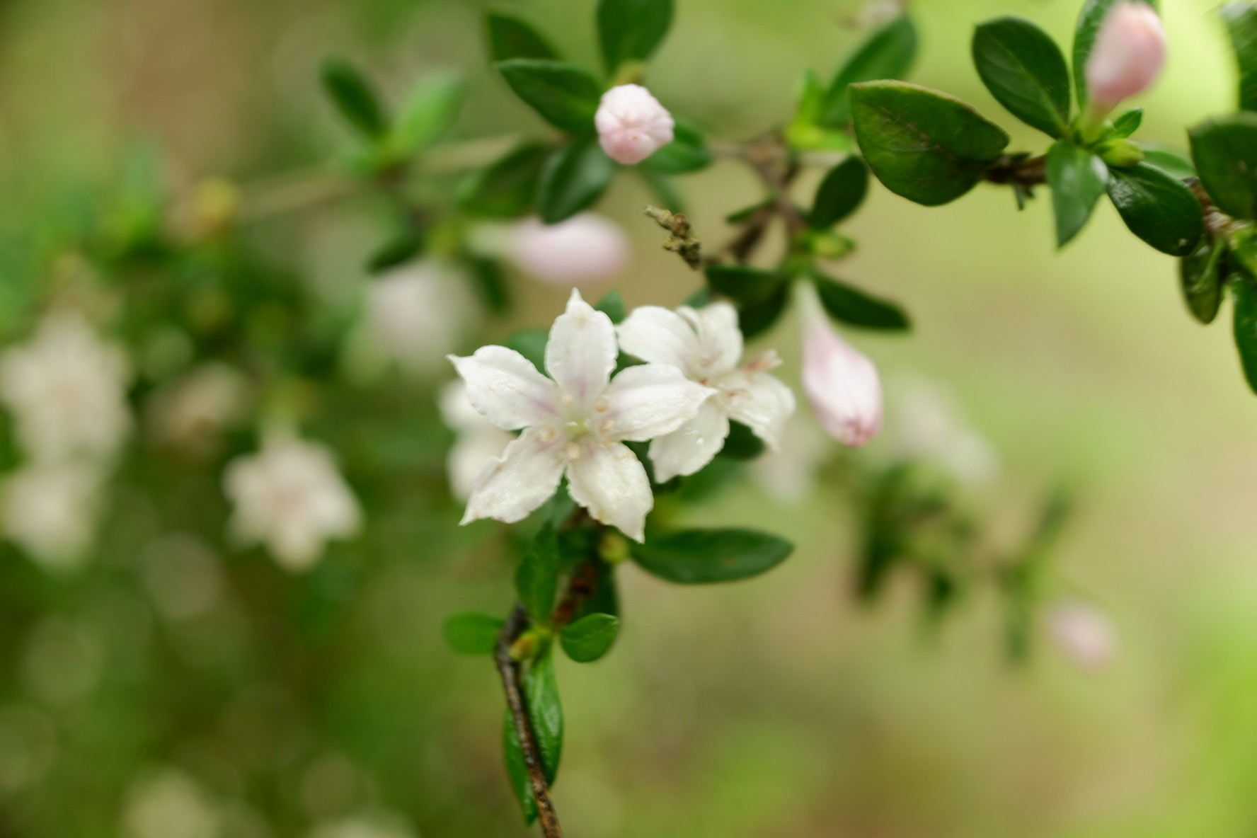 霞む高尾山 稲荷山コース Azuさんの高尾山 陣馬山 景信山の活動日記 Yamap ヤマップ