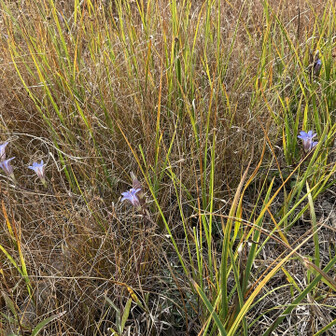 ホソバリンドウ