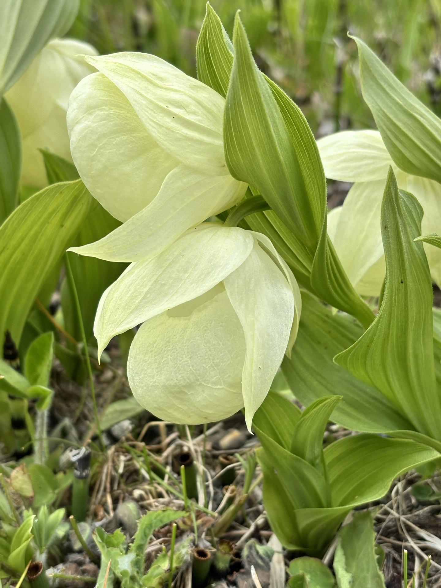 アツモリソウ(礼文) レブンアツモリソウ | 礼文島植物図鑑