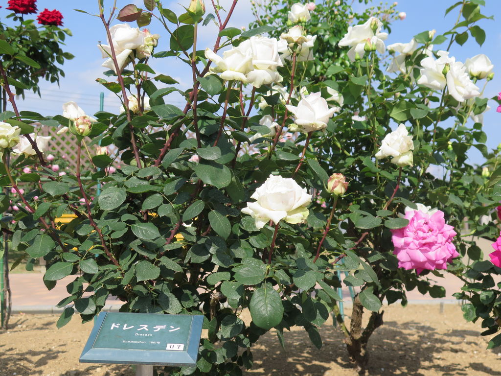 前橋のバラ園と赤城篭山のアカヤシオが見頃 Iiyamaさんの赤城山 黒檜山 荒山の活動日記 Yamap ヤマップ