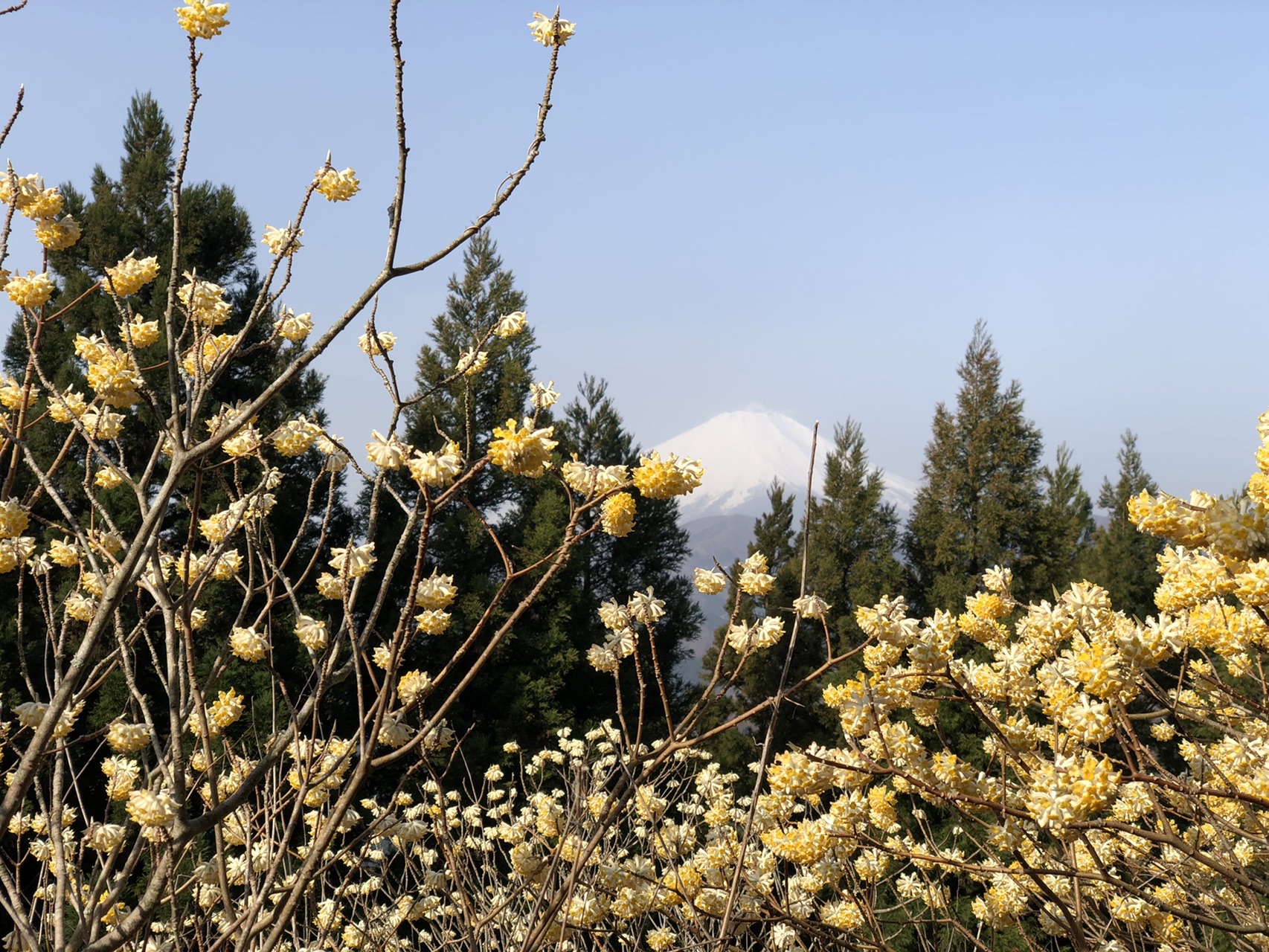 妖怪猪突猛進bbaの復活祭 春の陽気で妖気もアップ ミツバ岳 まーさんの大室山 丹沢 畦ヶ丸山 菰釣山の活動データ Yamap ヤマップ