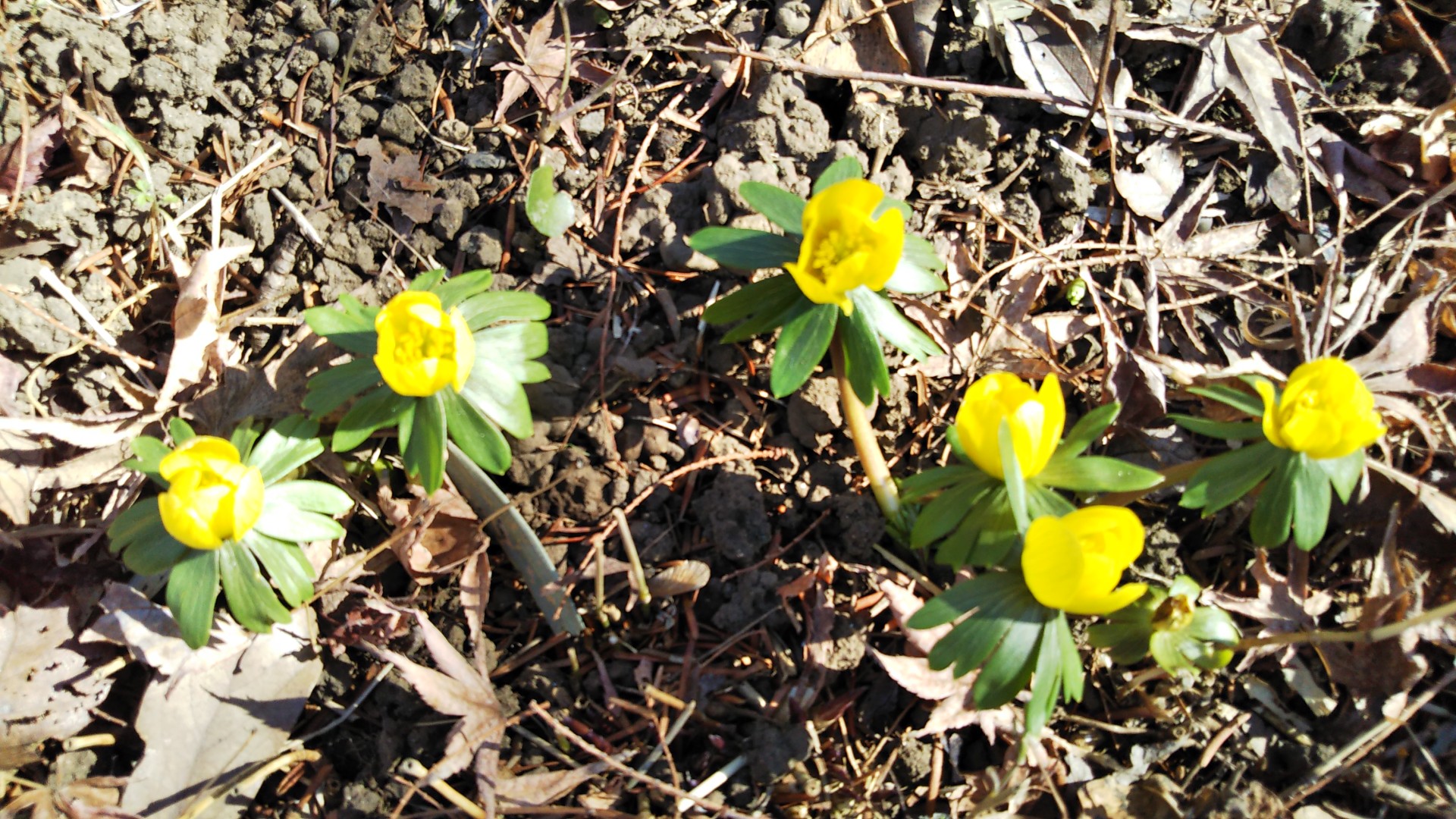 大船観音寺 大船フラワーセンター Fuuro さんの横浜市 南エリアの活動日記 Yamap ヤマップ