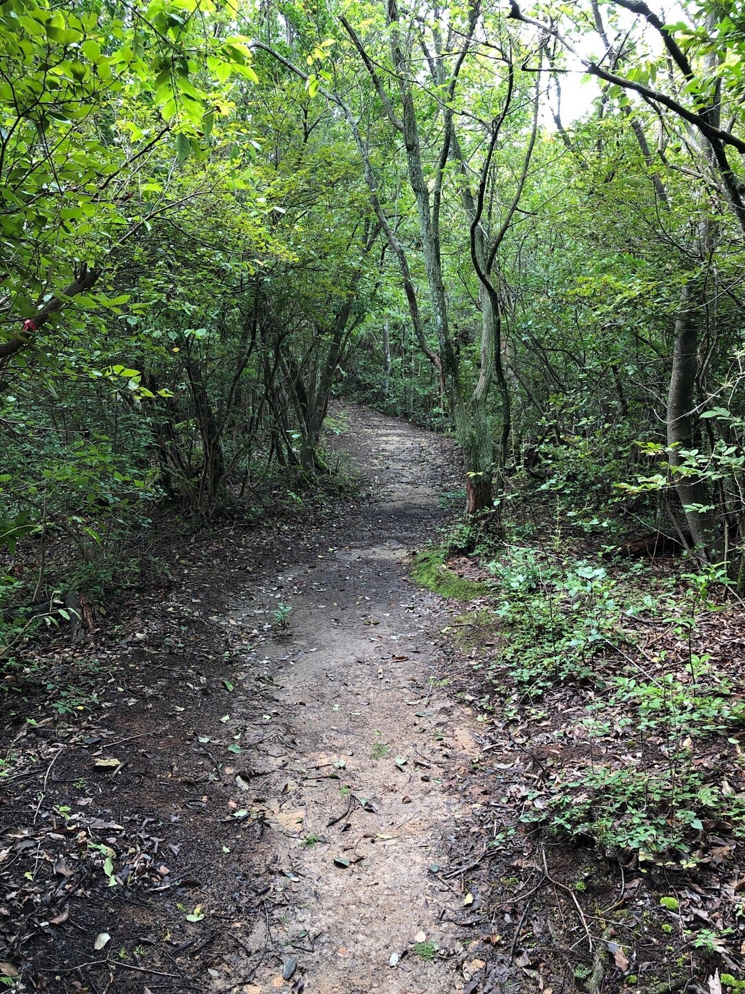 荒神山・日夏山 / クロネコデンさんの荒神山の活動データ YAMAP / ヤマップ