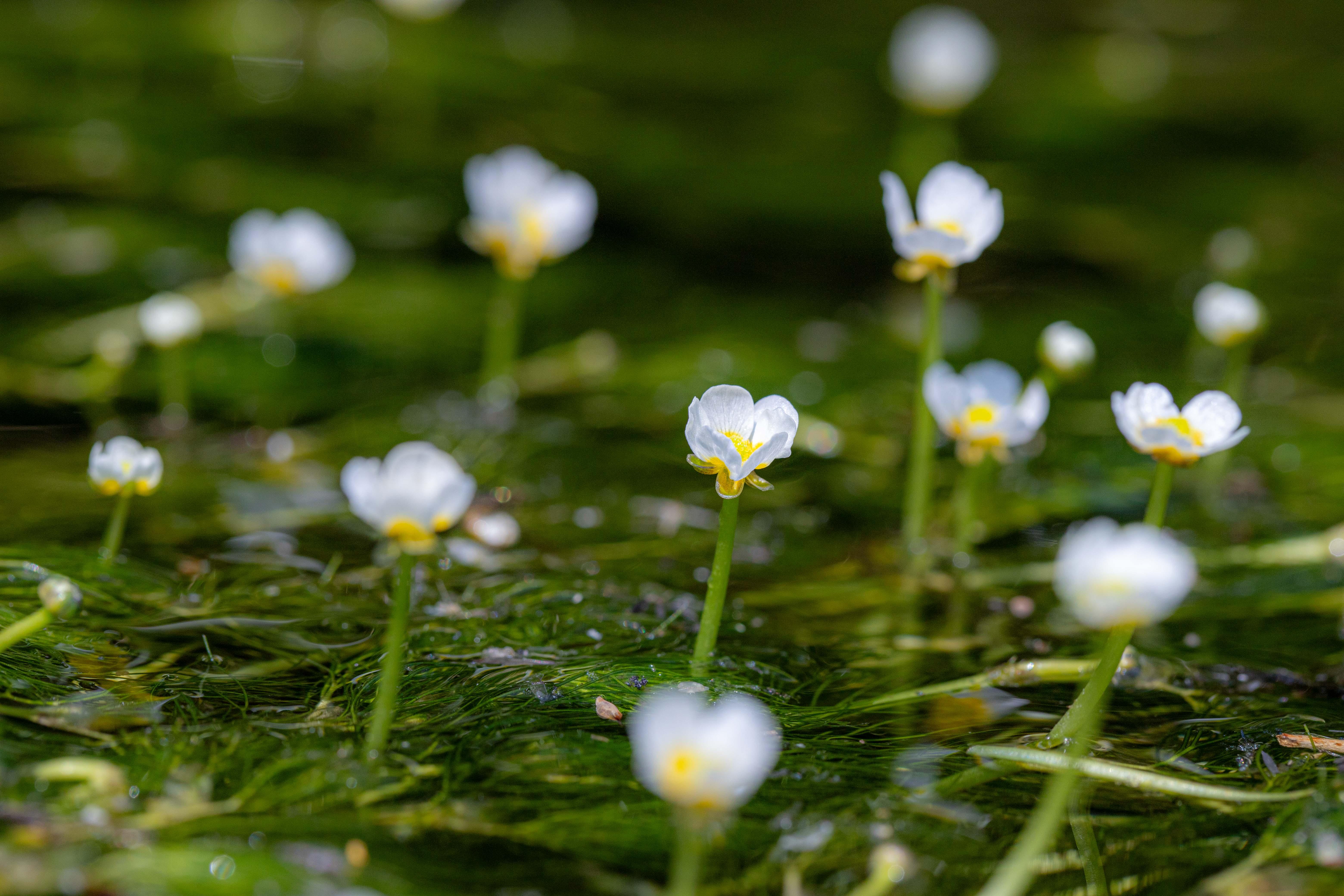 梅花藻」この時期、千歳川には梅花藻の花 / sakuranomasuさん