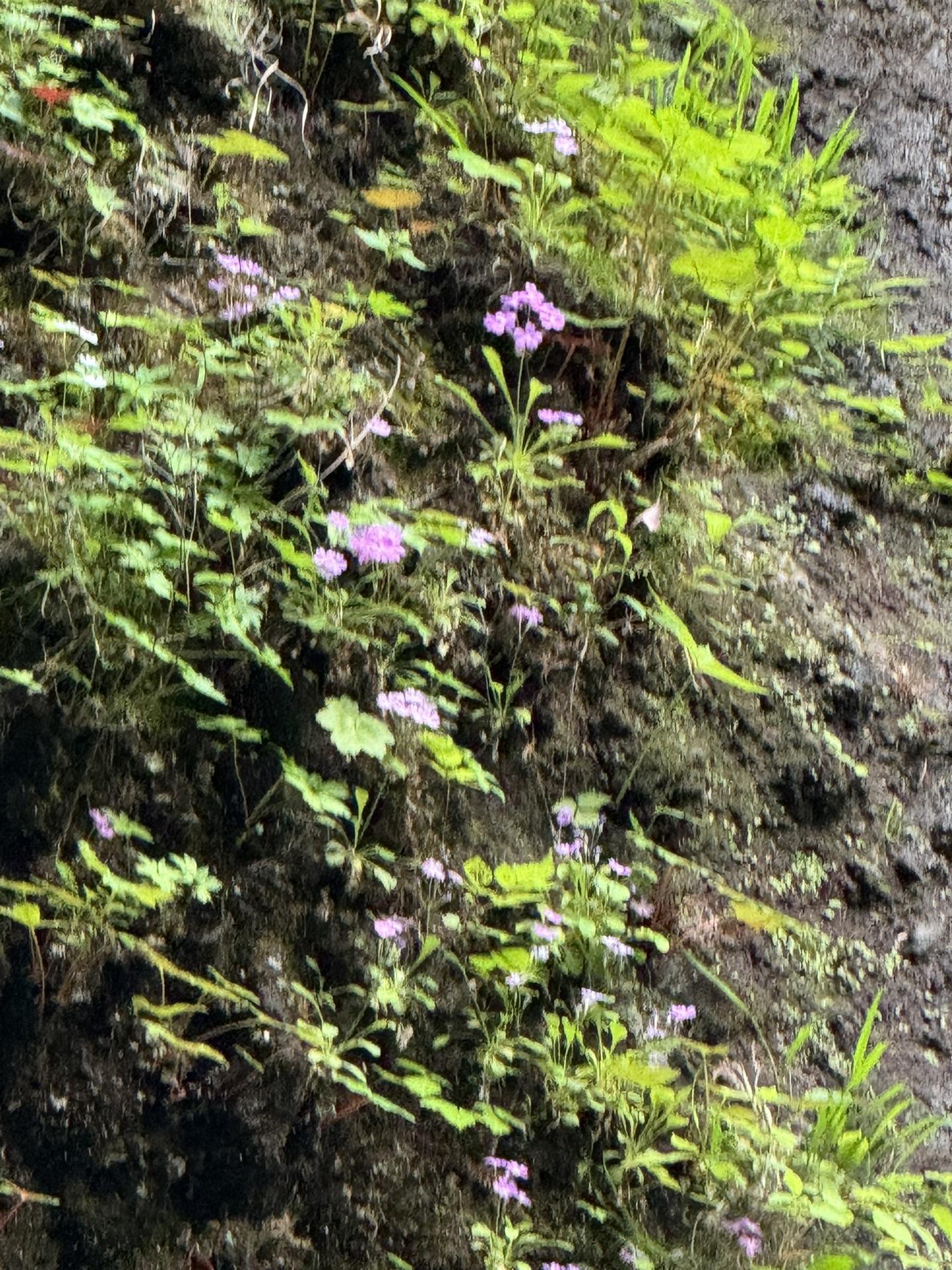 皇海山・袈裟丸山・庚申山 🌸