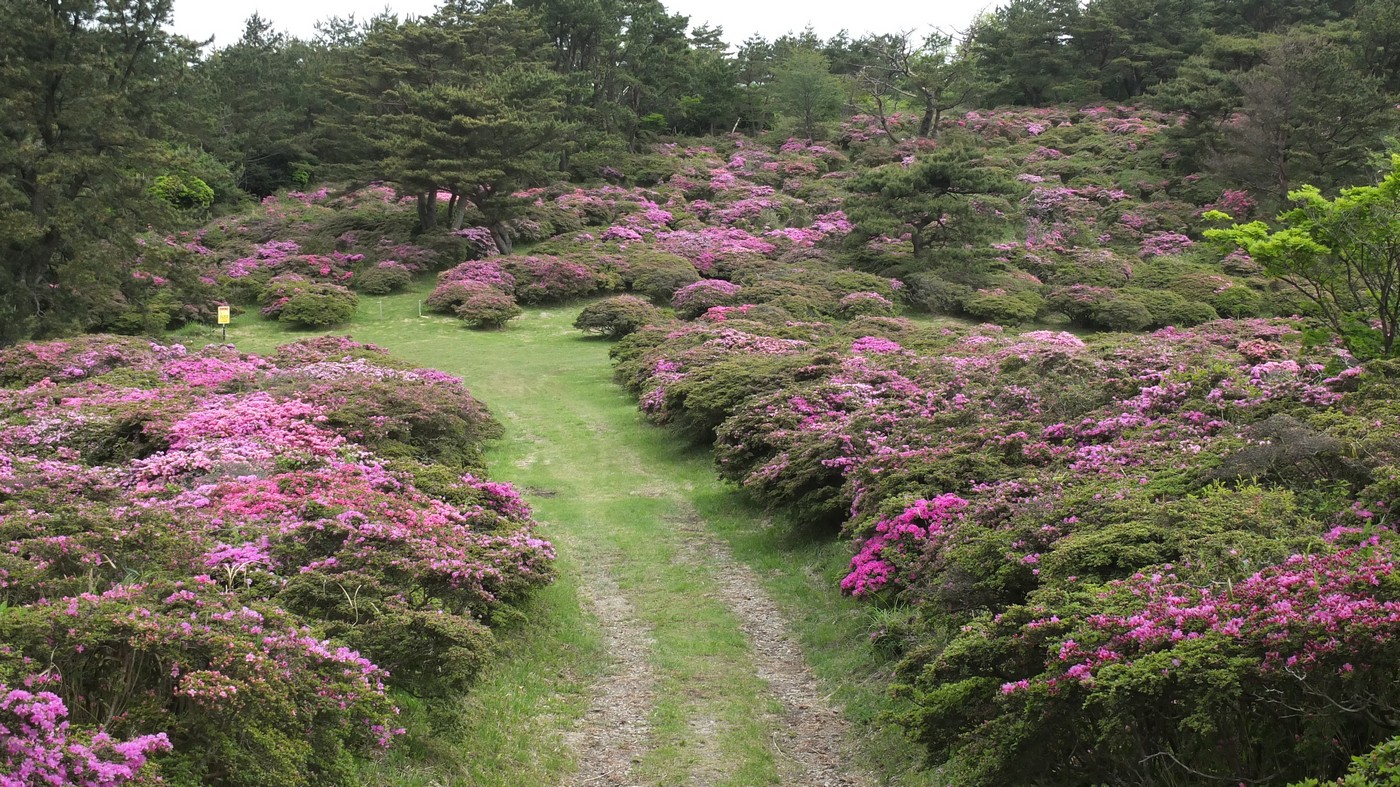 万年山 吉武台牧場 お花畑 山頂 九州自然歩道周回 大分屋３さんの万年山 伐株山の活動日記 Yamap ヤマップ