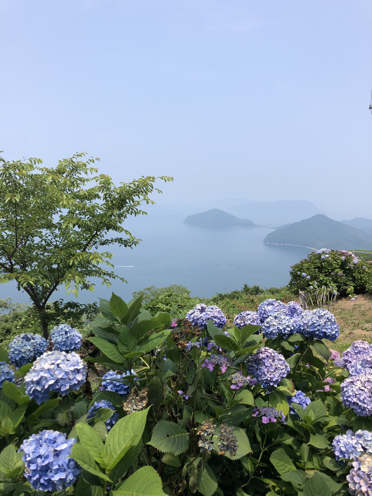 紫陽花が見ごろの荘内半島 紫雲出山 三崎半島 へ すぎちゃん Vさんの荘内半島 三崎半島 粟島の活動日記 Yamap ヤマップ