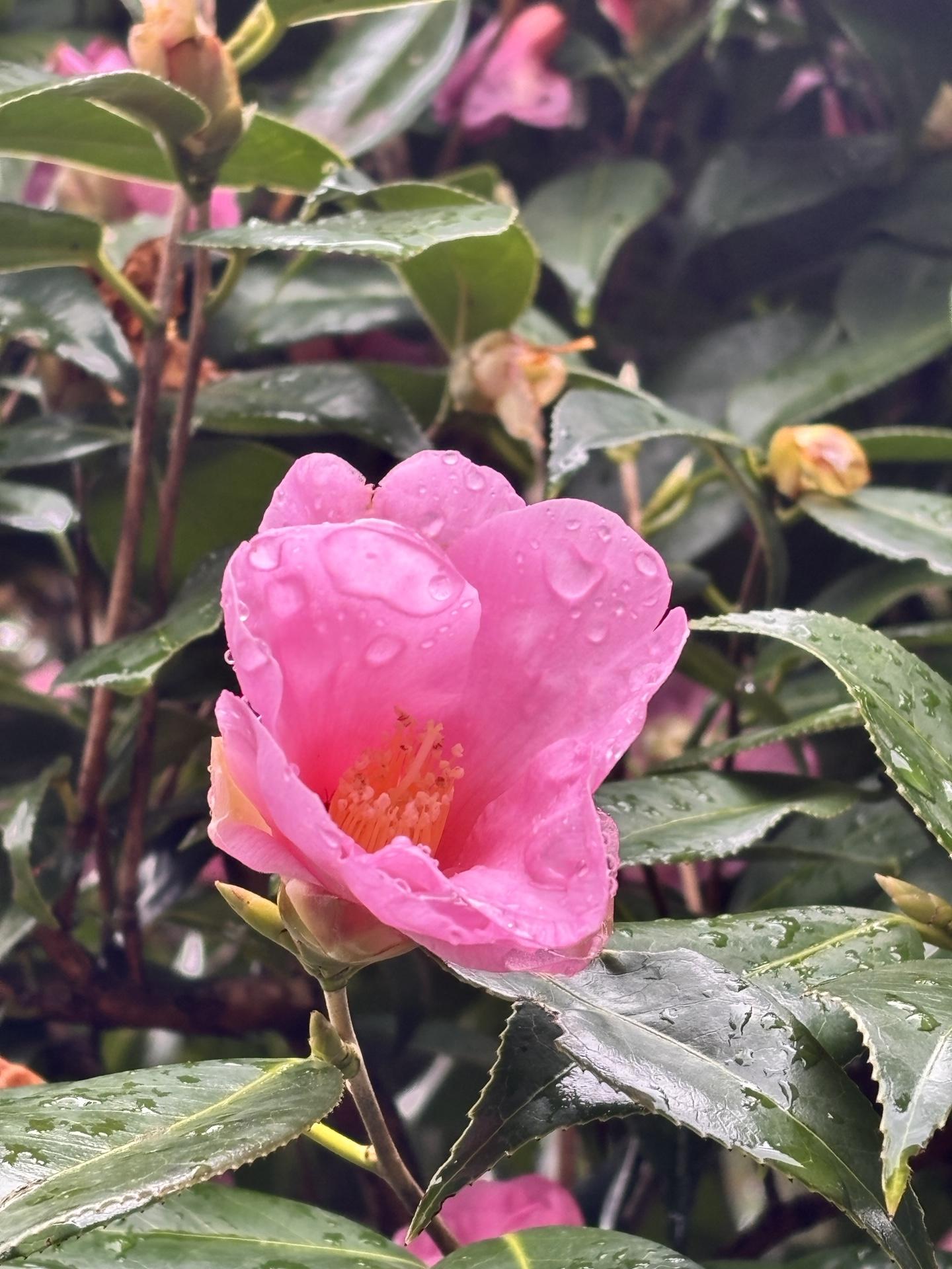 東峰・岩湧山・経塚山 / あずこさんの岩湧山・一徳防山・三石山の活動日記へのコメント一覧 YAMAP / ヤマップ