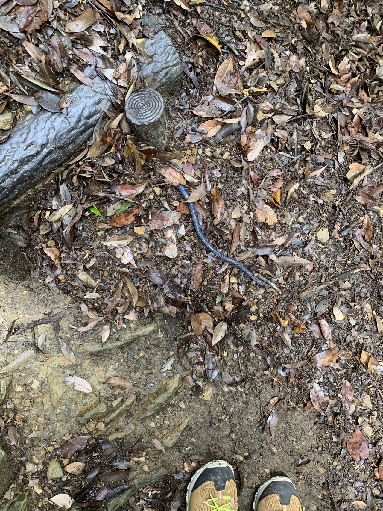 遠見岳 福岡県 19 06 08 あんこさんの犬鳴山 福岡県 西山 鮎坂山 の活動日記 Yamap ヤマップ