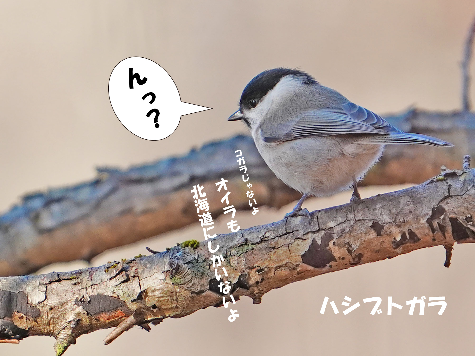 シマエナガは北海道にしかいないのは有名で Sammyさんのモーメント Yamap ヤマップ