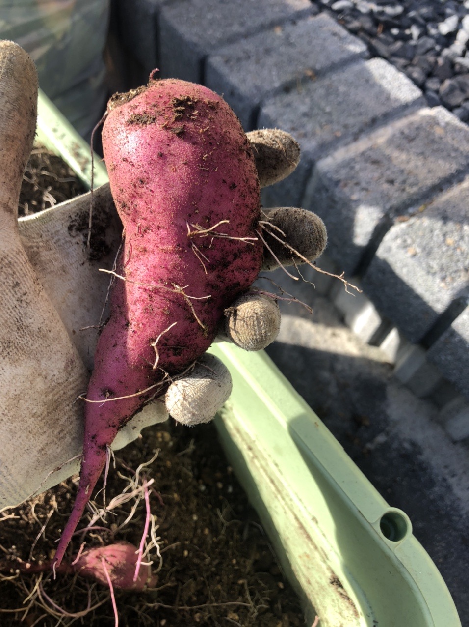 プランターに植えたサツマイモの芋掘り まきさんのモーメント Yamap ヤマップ
