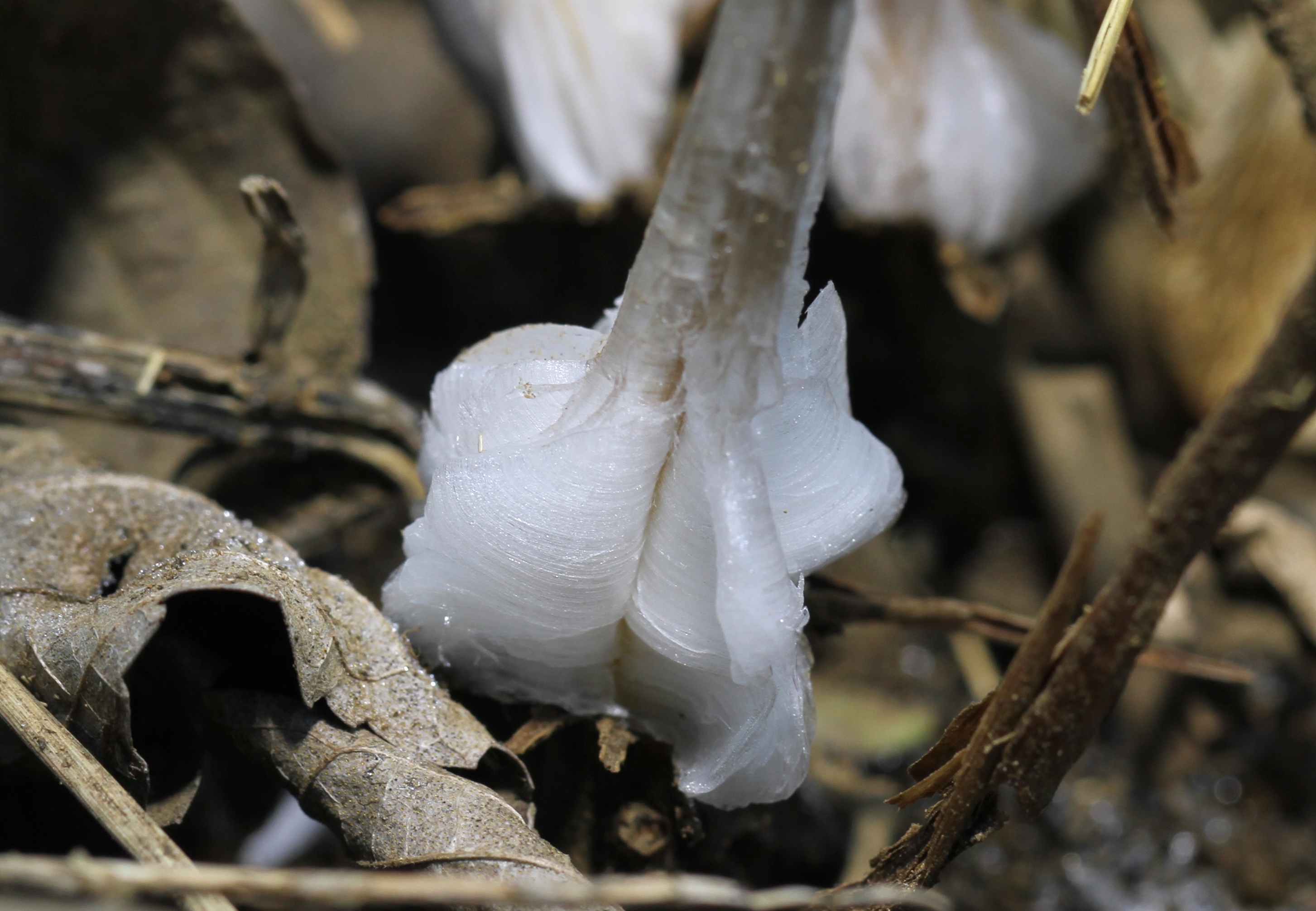 高尾山 春色を求めて ユユ さんの高尾山 陣馬山 景信山の活動日記 Yamap ヤマップ